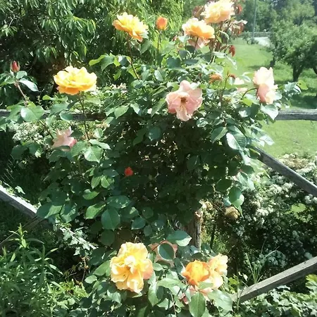 Il Mulino Di Geminella Appartamento Narzole